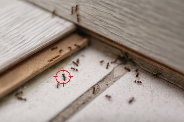 Best Flea Control Services  in Montverde, FL