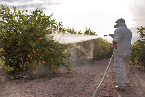 Best Termite Control Services  in Montverde, FL
