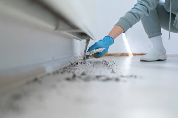 Flea Control Services in Montverde, FL